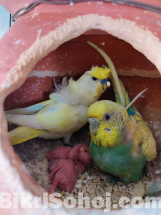 Jp budgies